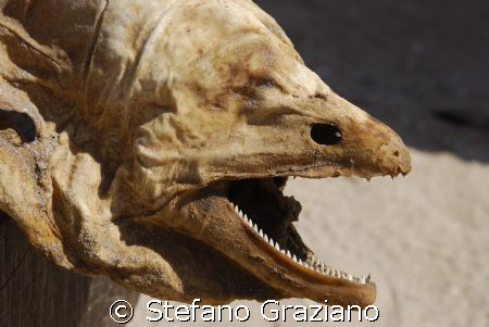 Dry murena find on the beach  around 6:00 am  
Spot: Sou... by Stefano Graziano 