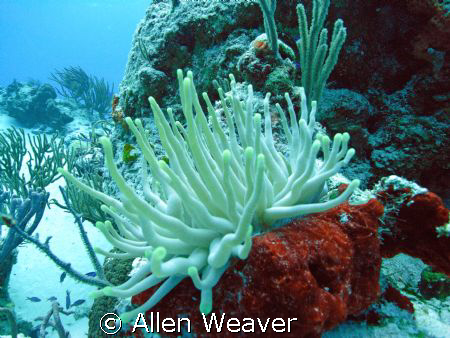 Anemone by Allen Weaver 