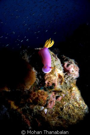 Isn't she a beauty? Pic taken in Tioman Island, Malaysia by Mohan Thanabalan 