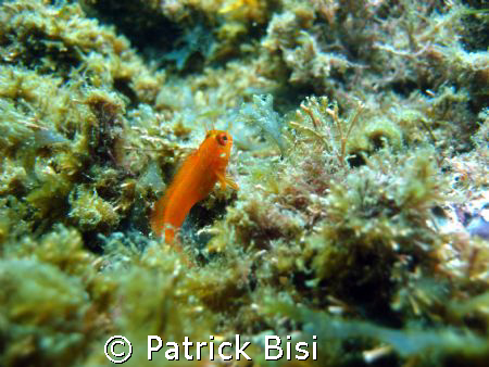 Picture taken at Ilhabela / Sao Paulo / Brazil. by Patrick Bisi 