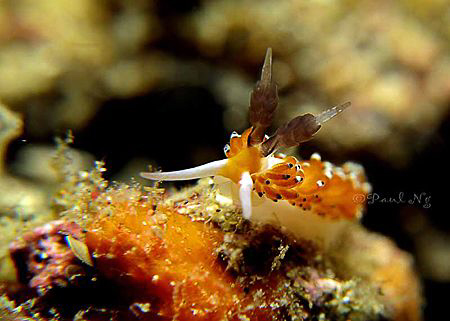 Tiny Little Critters. by Paul Ng 