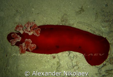 Spanish dancer. Night dive, Gulf of Aqaba, Jordan. by Alexander Nikolaev 