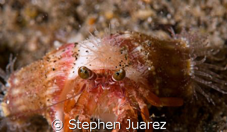 Annenome Crab by Stephen Juarez 