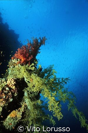 Corals - Lythophyton arboreum by Vito Lorusso 