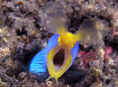 Ribbon Eel, Tulamben by Doug Anderson 