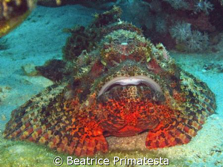 "Dragon of the Sea" by Beatrice Primatesta 