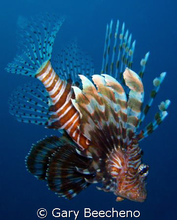 Lion fish by Gary Beecheno 