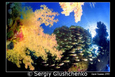 Fishes and coralles by Sergiy Glushchenko 