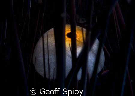 evil eye by Geoff Spiby 