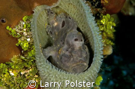 Very unusual to see Froggies in these waters, hideen in a... by Larry Polster 