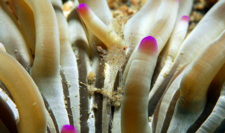Can you see it? Macro 60mm, Nikon D80, Subal Housing by Andy Kutsch 