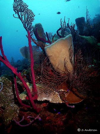 Clear water and a beautiful wall dive off Roatan. This ph... by Steven Anderson 