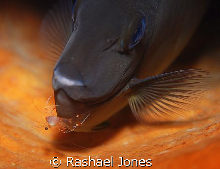Now where did that shrimp go? by Rashael Jones 