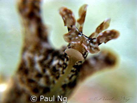Juv.Sea Hare,nick name ( underwater mini giraffe )
 by Paul Ng 