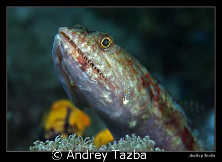 Teeth. by Andrey Tazba 