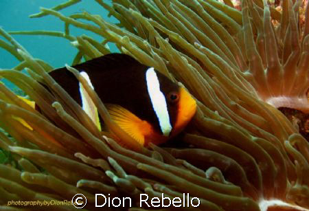 one of my favorite subjects, clownfish! took me at least ... by Dion Rebello 