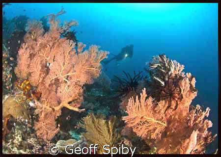 the beautiful gorgonian fans of Raja Ampat by Geoff Spiby 