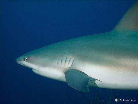 A Caribbean Flyby. This photo of a Caribbean Reef Shark w... by Steven Anderson 
