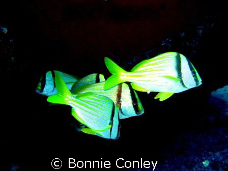 School of Porkfish seen this May in Cancun.  The shot was... by Bonnie Conley 