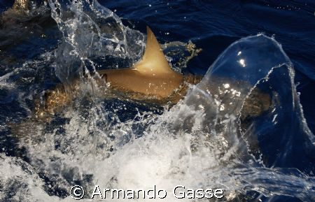 Grey Reef Shark in the surface by Armando Gasse 