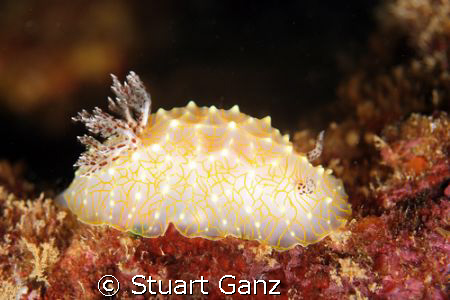 Gold lace nudibranch. Taken @ Sharks Cove, Oahu Hawaii wi... by Stuart Ganz 