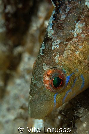 Fishs - Labrus bimaculatus by Vito Lorusso 