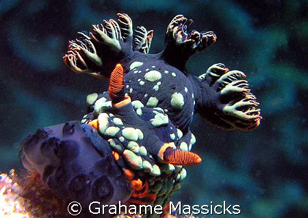 Lunch time!  Found at Fan Canyoun, off Tioman Island, Mal... by Grahame Massicks 