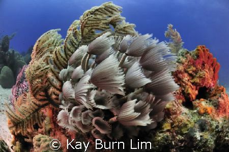 Social Feather Dusters, Nikon D300 (Sea & Sea housing) 10... by Kay Burn Lim 