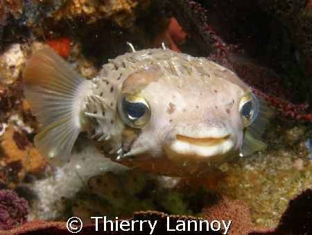 In the Sea of Cortez, they are very common....they can ev... by Thierry Lannoy 