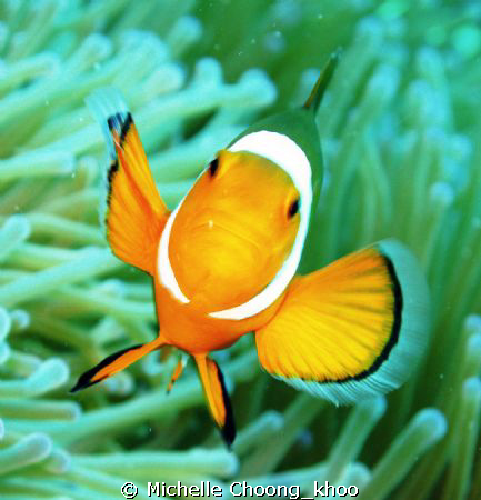 clownfish @ Tulai, Tioman..thinking he's a tweety bird.
... by Michelle Choong_khoo 