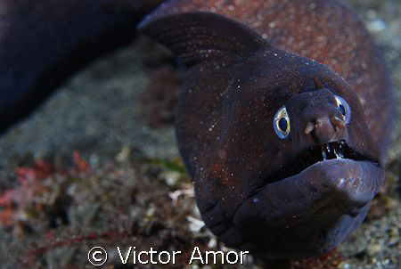 Black moray by Victor Amor 