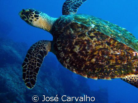 Turtle in the famous site Batente das Agulhas, a few mile... by José Carvalho 