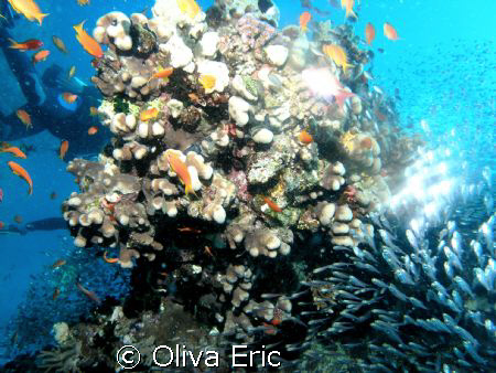Light fishs by Oliva Eric 