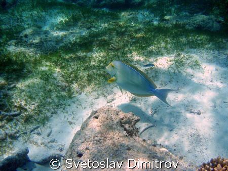 surgeonfish in Madives by Svetoslav Dimitrov 