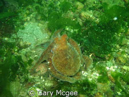 Gracy the baby octopus by Gary Mcgee 