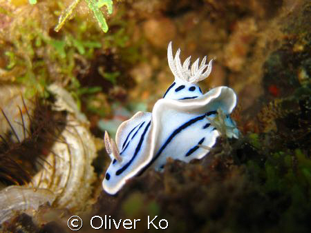 nudi found in fun and sun, punta engano, cebu by Oliver Ko 
