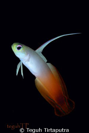 Fire dartfish, Canon EOS400d, Sea and Sea housing and str... by Teguh Tirtaputra 