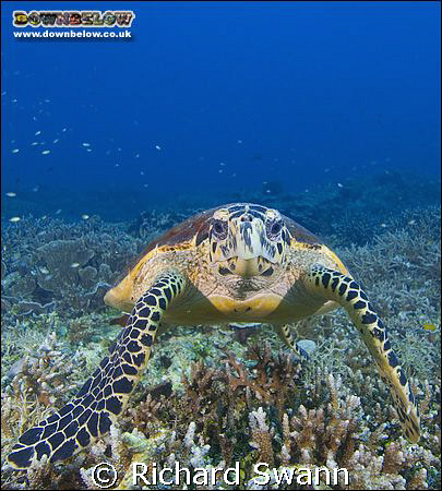 Hawksbill Turtle, Lost Reefs, East Coast Sabah, Borneo. N... by Richard Swann 