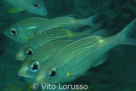 Fishs by Vito Lorusso 