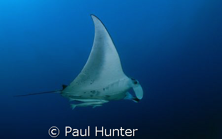 Manta Ray taken at Sodwana Bay, South Africa on Bikini reef. by Paul Hunter 