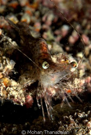 Egyptian Prawn, taken during night dive at Paradise Two, ... by Mohan Thanabalan 