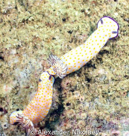 Nudibranch. Dibba Rock, Gulf of Oman, Fujeira, U.A.E. Cam... by Alexander Nikolaev 