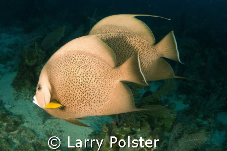 In-sync, D300, twin Ikelite D-125 strobes by Larry Polster 