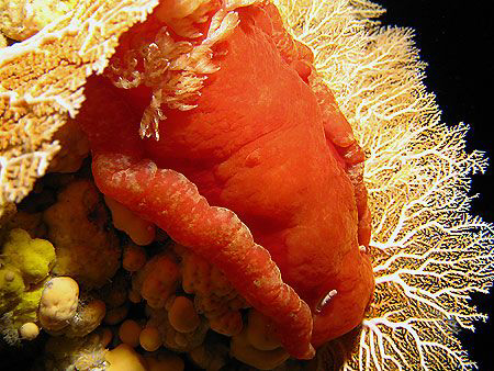 spanish dancer by Martin Dalsaso 