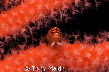 AMPHIPOD by Tony Makin 