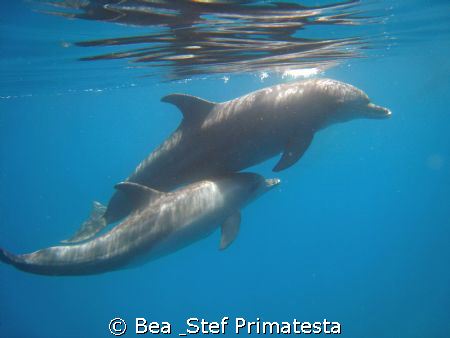 "Dolphin dance", Tursiops truncatus   by Bea & Stef Primatesta 
