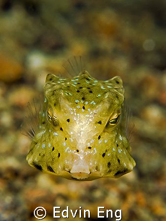 Want A Kiss? Taken in Anilao with Canon G9, Inon Z240 & l... by Edvin Eng 