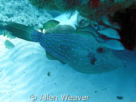 FILEFISH by Allen Weaver 