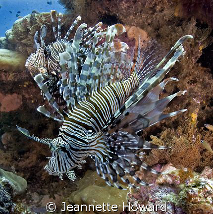 pair of lion fish taken in Raj Ampat: Nikon D70 by Jeannette Howard 
