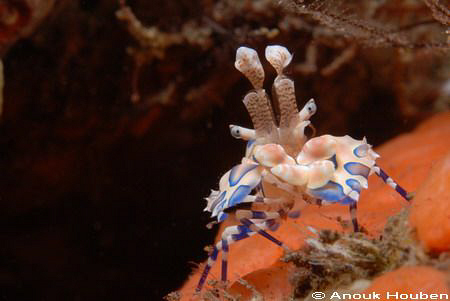Harlequin shrimp, Hymenocera elegans. Picture taken on th... by Anouk Houben 